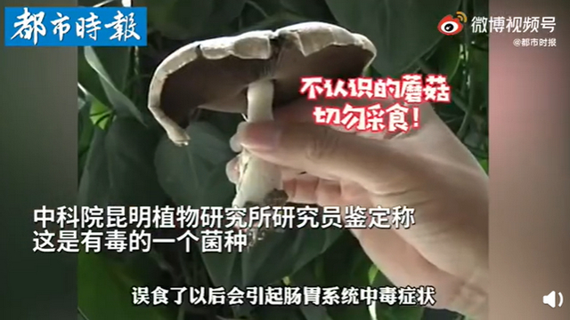 傳送帶輸送帶廠家：神奇！昆明一辦公室內(nèi)竟長(zhǎng)出有毒蘑菇